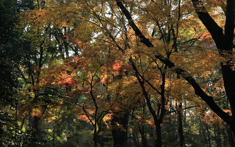 Autumn forest with colorful leaves
