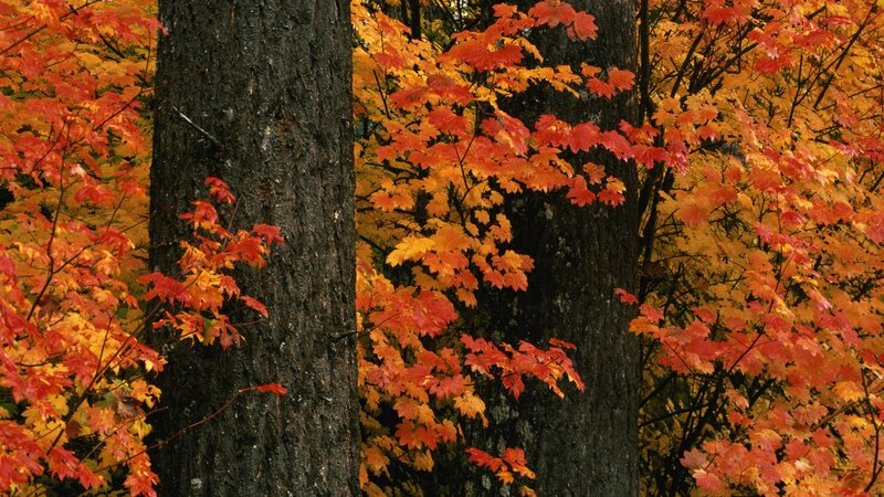 Autumn forest with colorful leaves