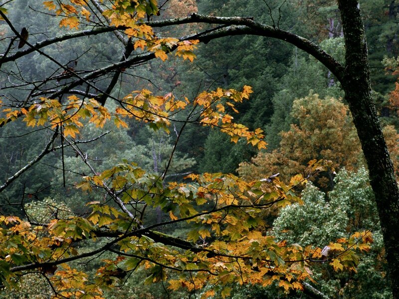 Autumn forest with colorful leaves
