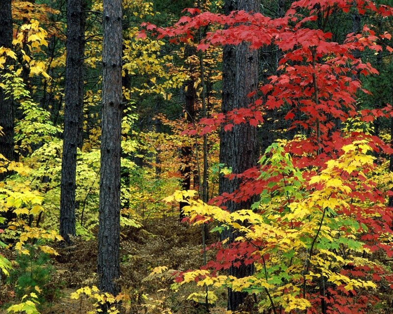 Autumn forest with colorful leaves