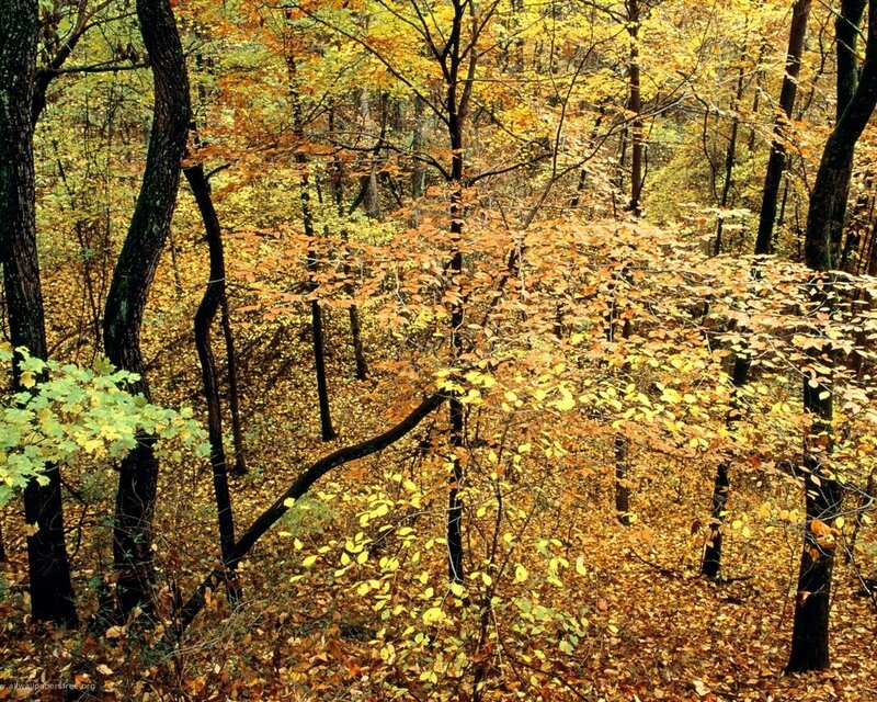Autumn forest with colorful leaves