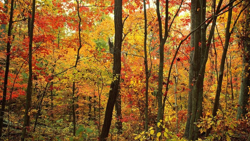Autumn forest with colorful leaves