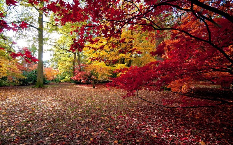 Autumn forest with colorful leaves