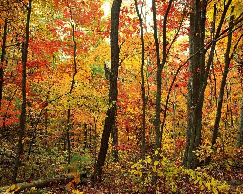 Autumn forest with colorful leaves