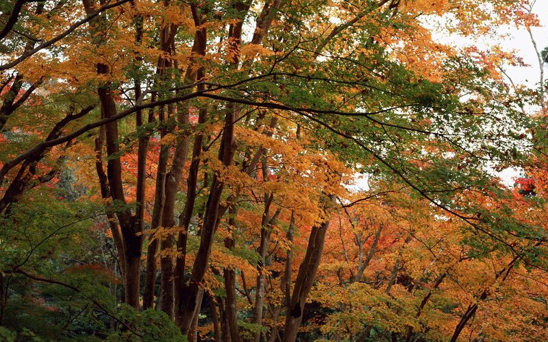 Autumn forest with colorful leaves