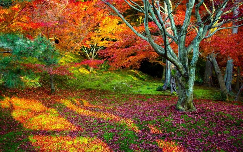 Autumn forest with colorful leaves