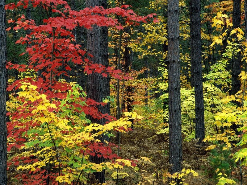 Autumn forest with colorful leaves