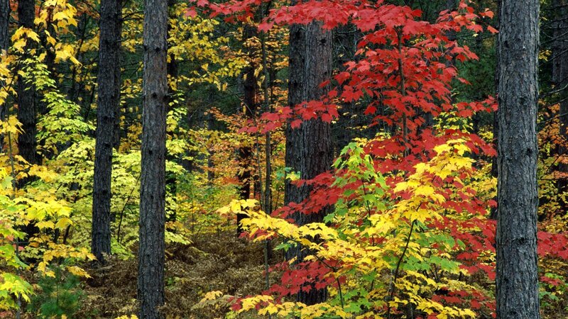 Autumn forest with colorful leaves
