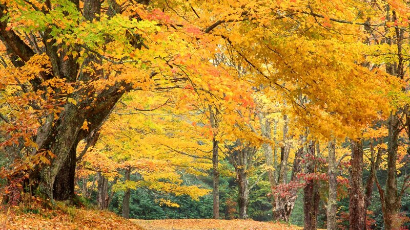 Autumn forest with colorful leaves