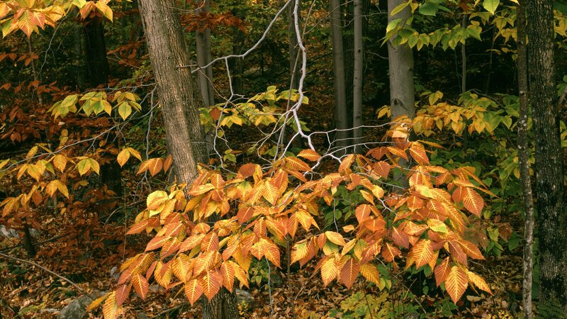 Autumn forest with colorful leaves