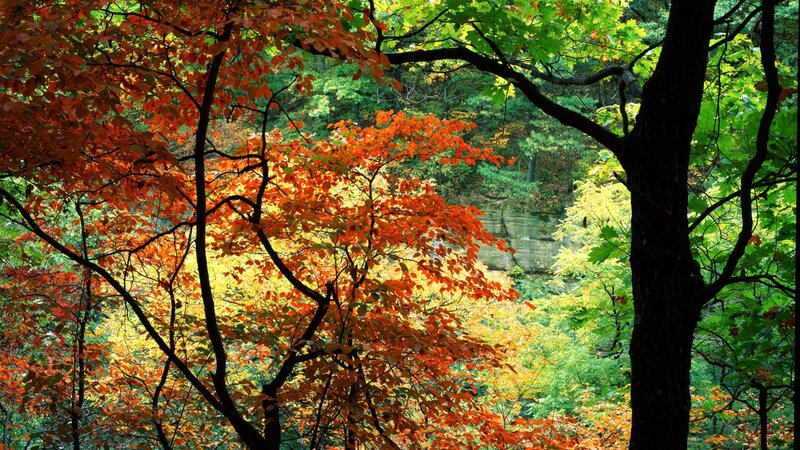 Autumn forest with colorful leaves