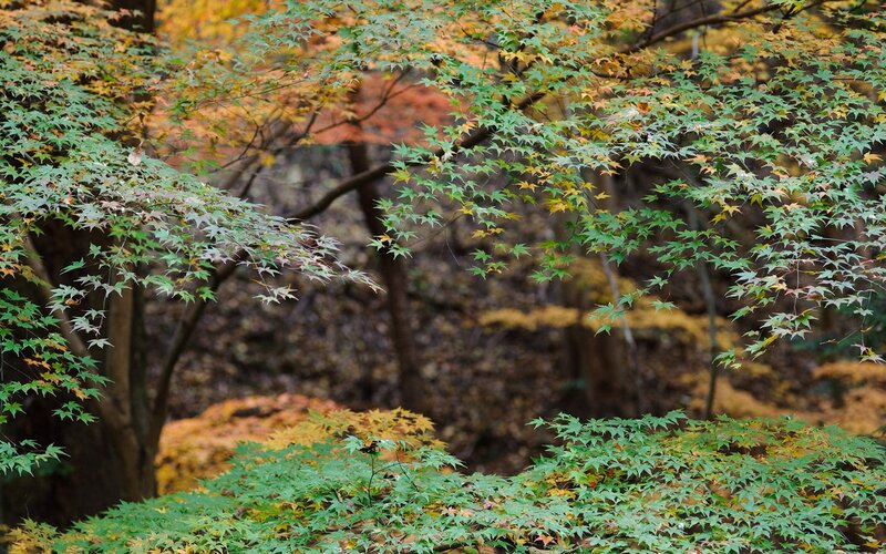 Autumn forest with colorful leaves