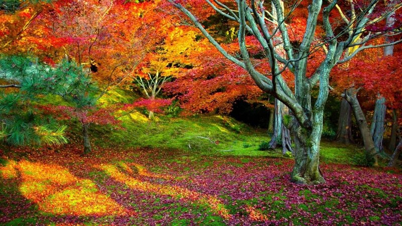 Autumn forest with colorful leaves