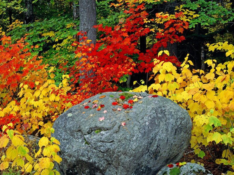 Autumn forest with colorful leaves