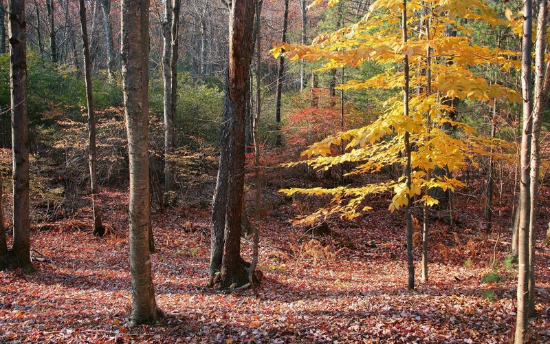 Autumn forest with colorful leaves