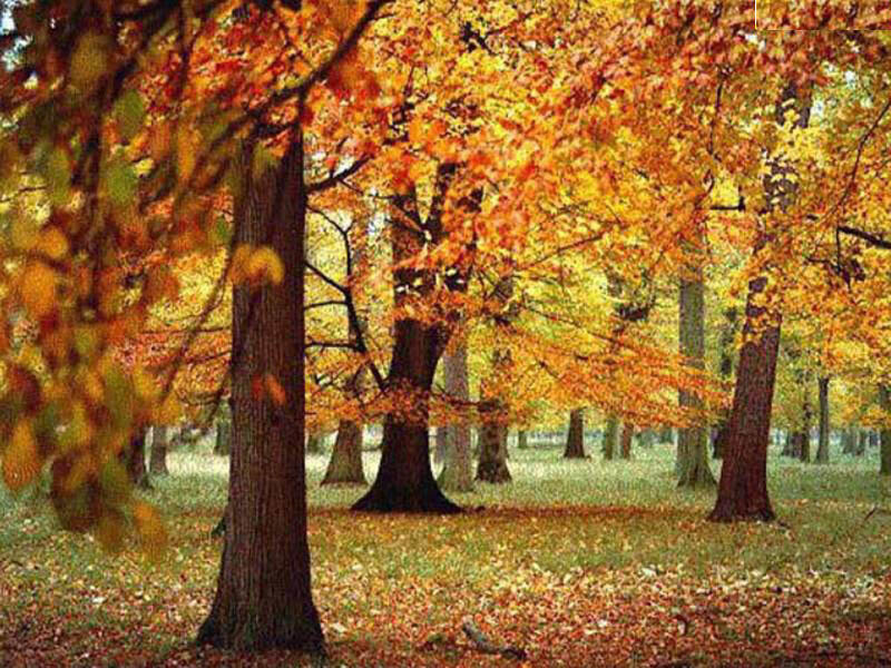 Autumn forest with colorful leaves