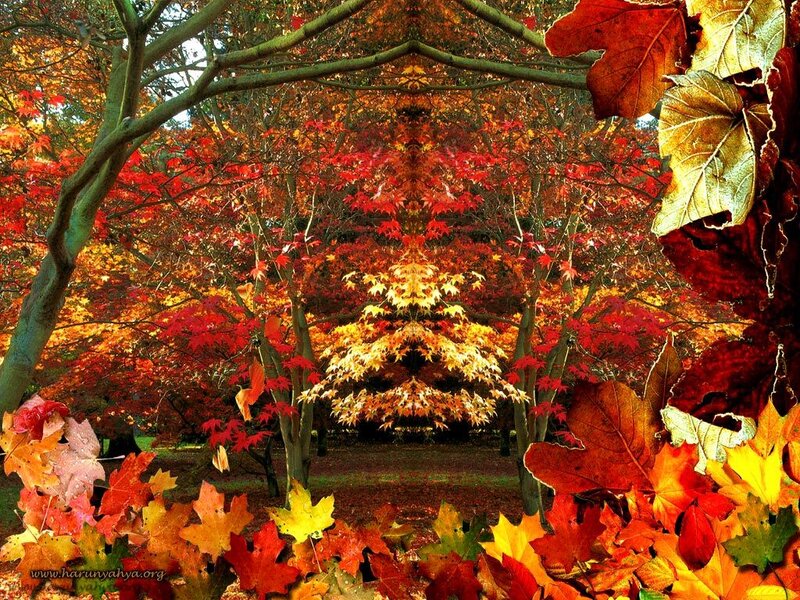 Autumn forest with colorful leaves