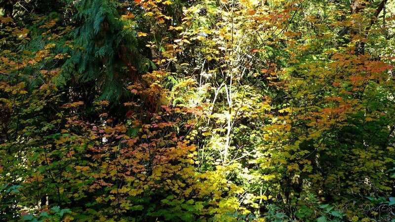 Autumn forest with colorful leaves