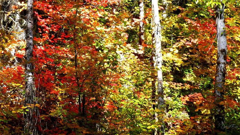 Autumn forest with colorful leaves