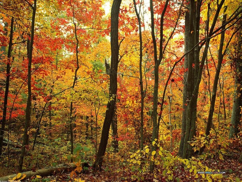 Autumn forest with colorful leaves