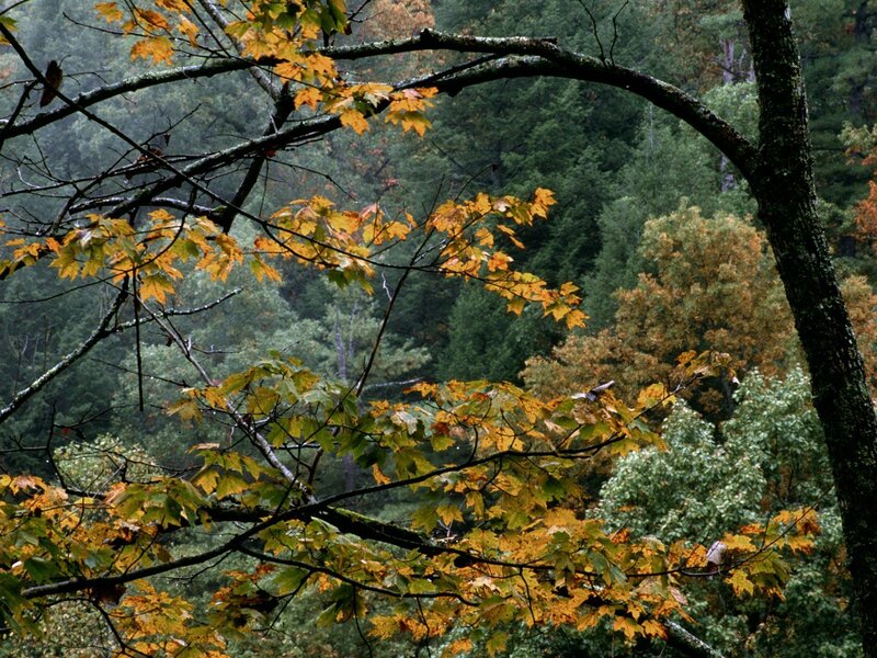 Autumn forest with colorful leaves