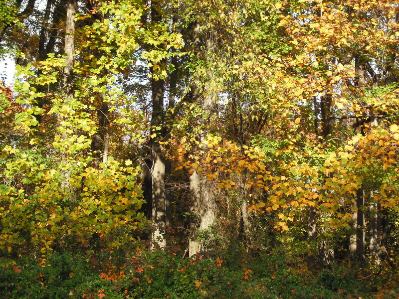 autumn forest with colorful leaves