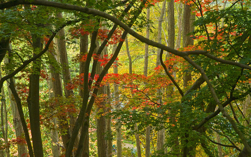 Autumn forest with colorful leaves