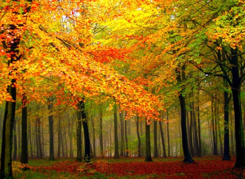 Autumn forest with colorful leaves