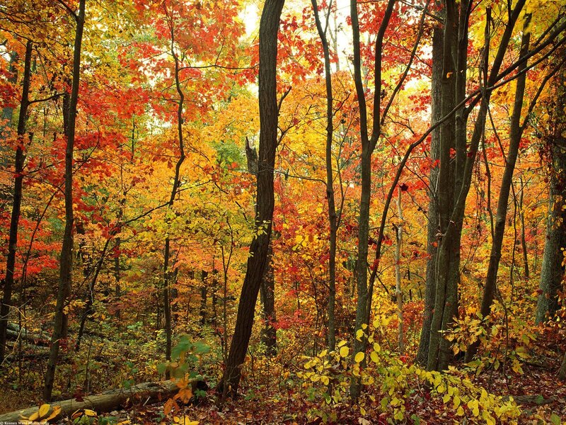 Autumn forest with colorful leaves