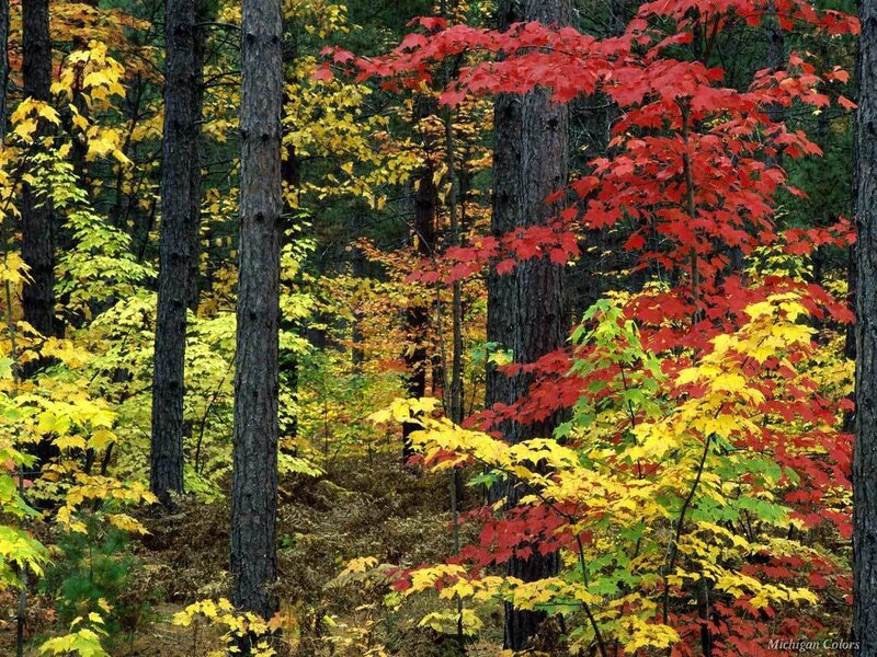 Autumn forest with colorful leaves