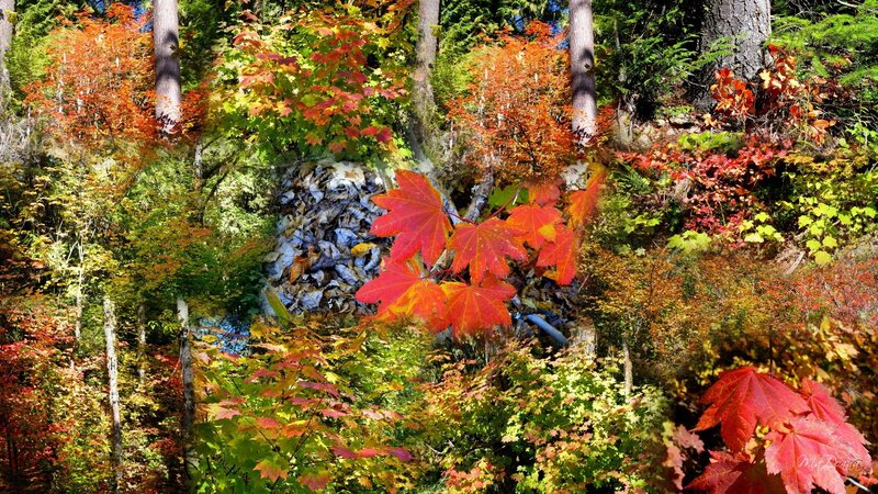 Autumn forest with colorful leaves