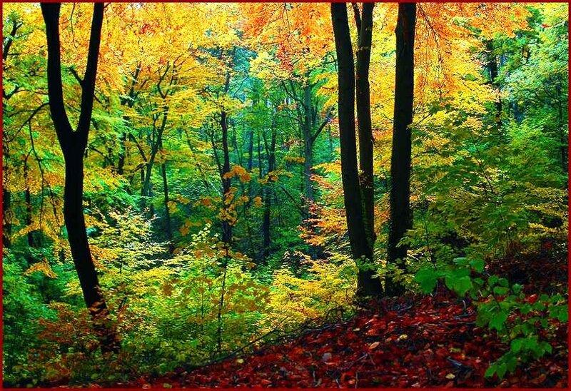 Autumn forest with colorful leaves