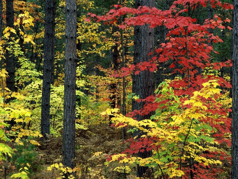 Autumn forest with colorful leaves