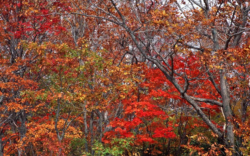 Autumn forest with colorful leaves