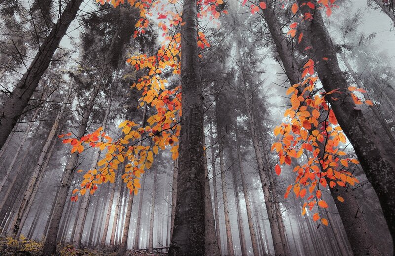 Autumn Forest with Colorful Leaves — Orange