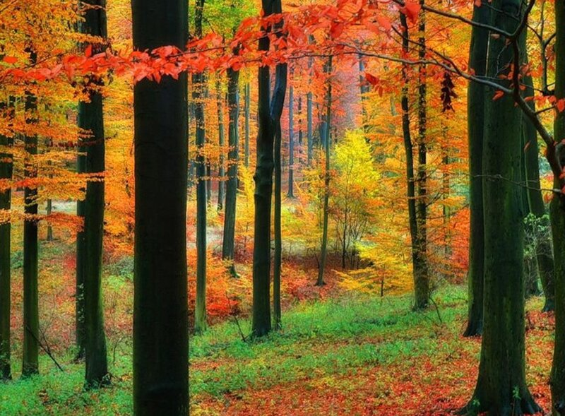 Autumn Forest with Colorful Leaves — Red, Serene, Photograph