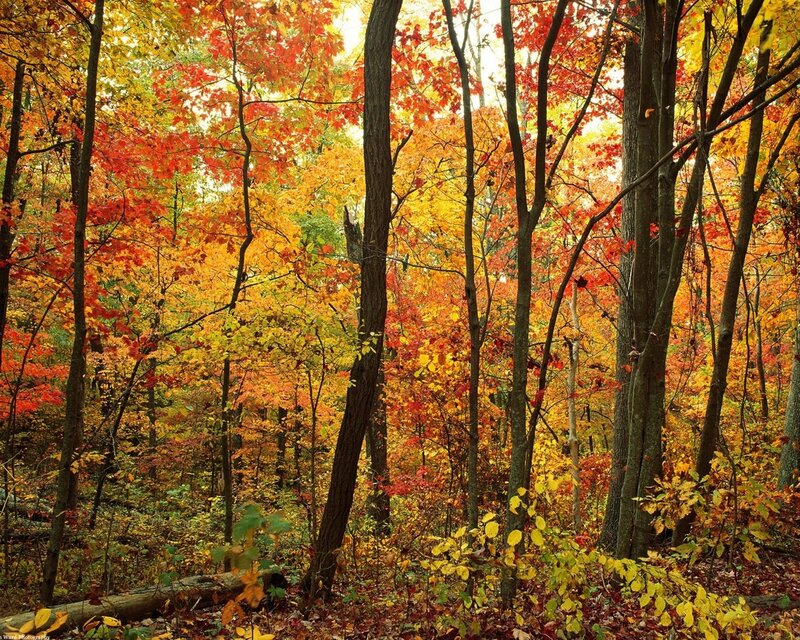 Autumn Forest with Colorful Leaves — Red, Serene, Photograph, Trees