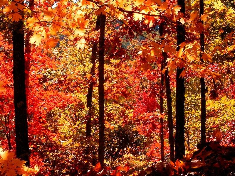 Autumn Forest with Colorful Leaves — Red, Serene