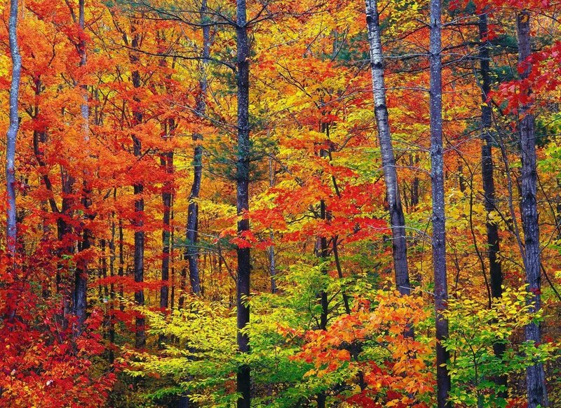 Autumn Forest with Colorful Leaves — Red