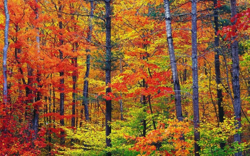 Autumn Forest with Colorful Leaves — Red, Vibrant