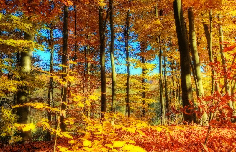 Autumn Forest with Colorful Leaves — Yellow, Serene, Photograph
