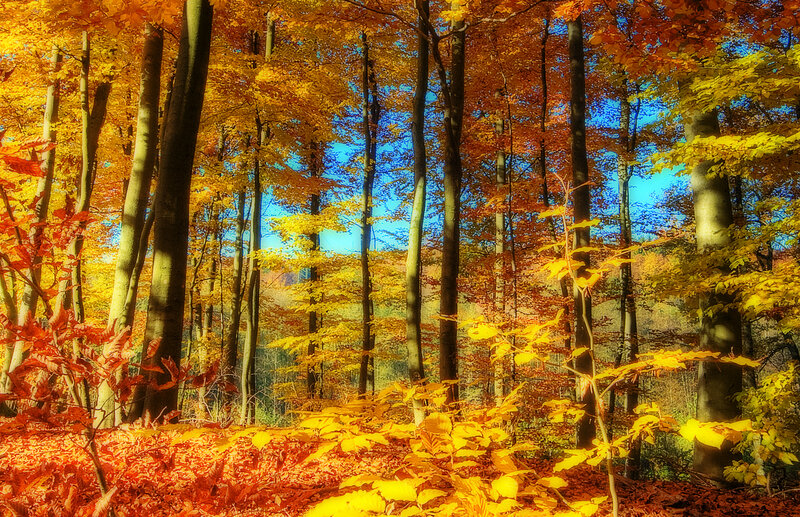 Autumn Forest with Colorful Leaves — Yellow, Serene