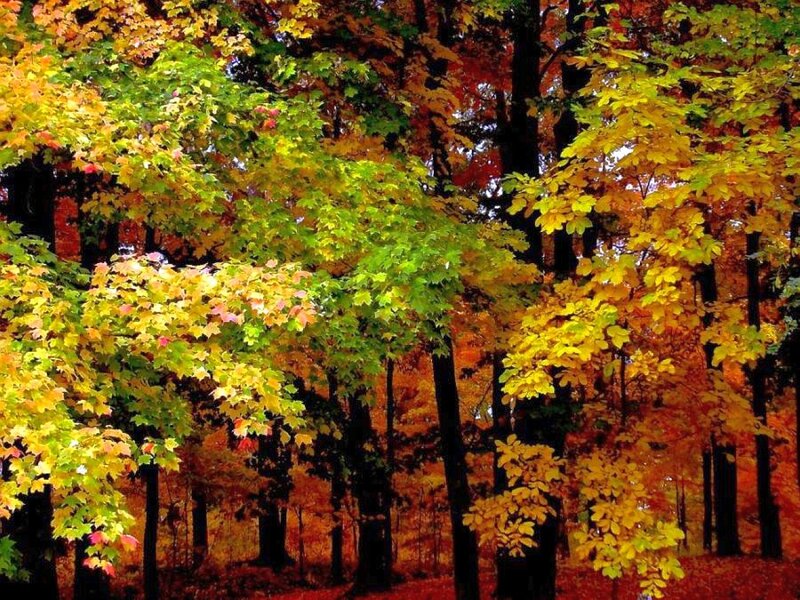 Autumn Forest with Colorful Leaves — Yellow