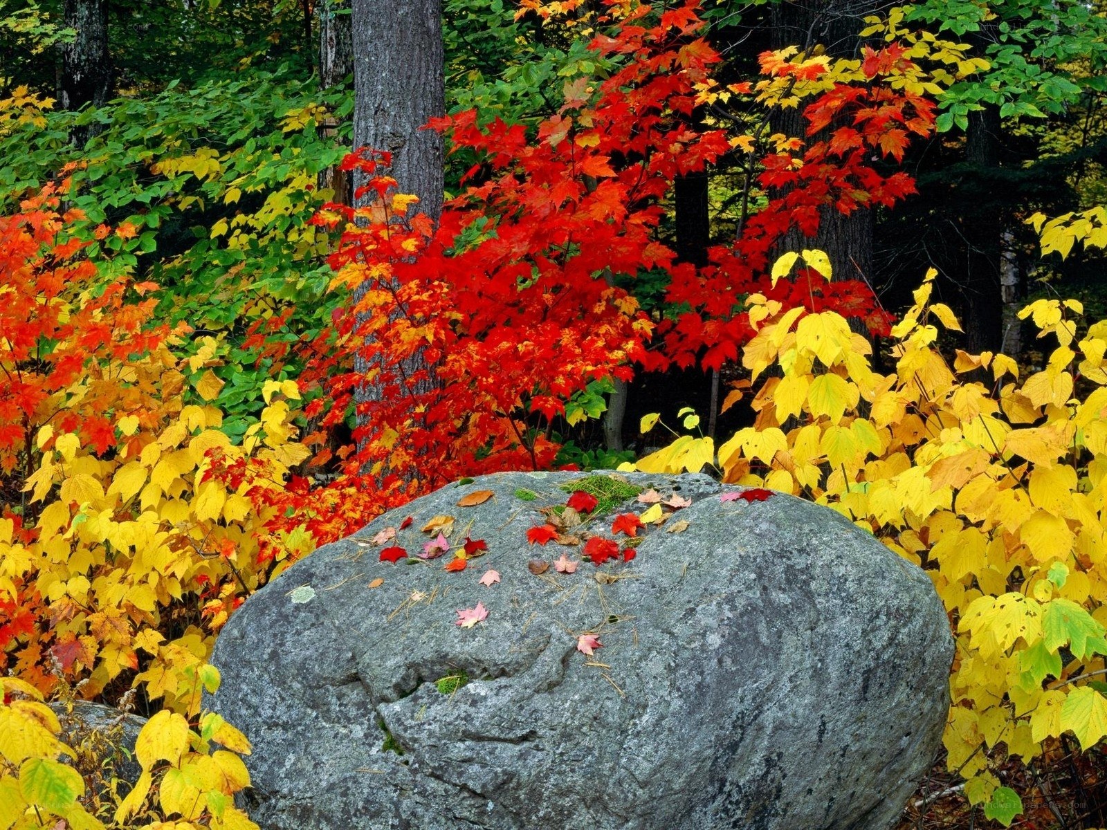 Autumn forest with colorful leaves