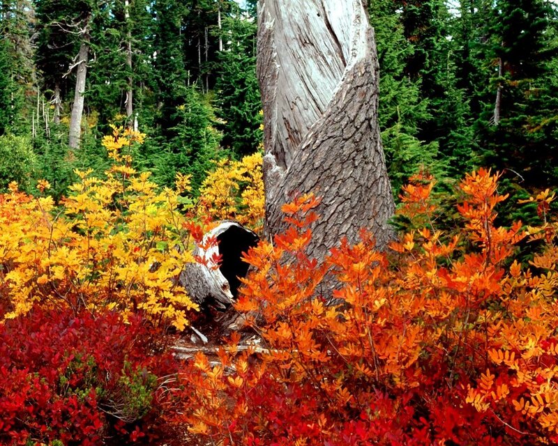 Autumn forest with colorful shrubs