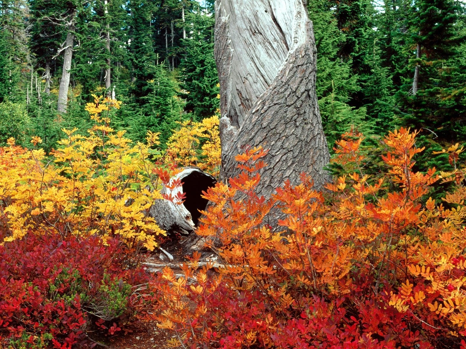 Autumn forest with colorful shrubs