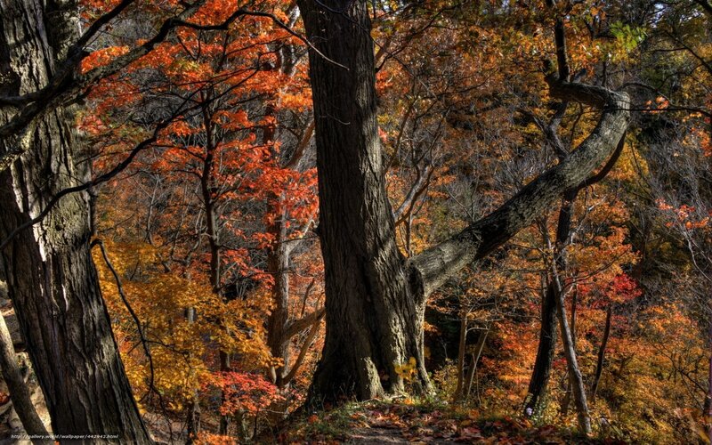 Autumn forest with colorful trees