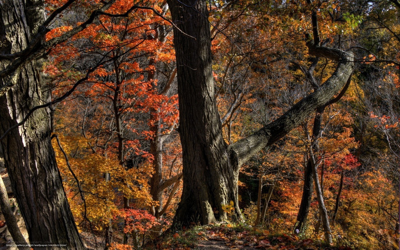 Autumn forest with colorful trees