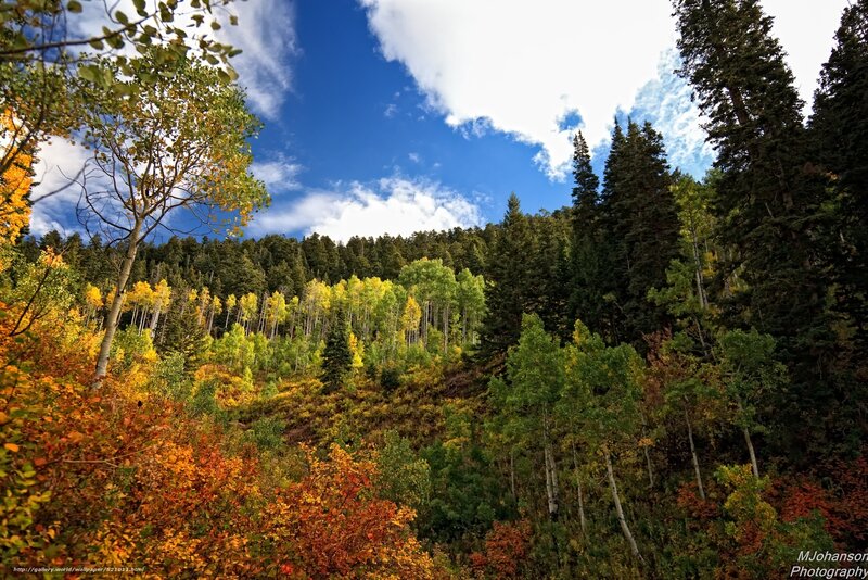 Autumn forest with colorful trees