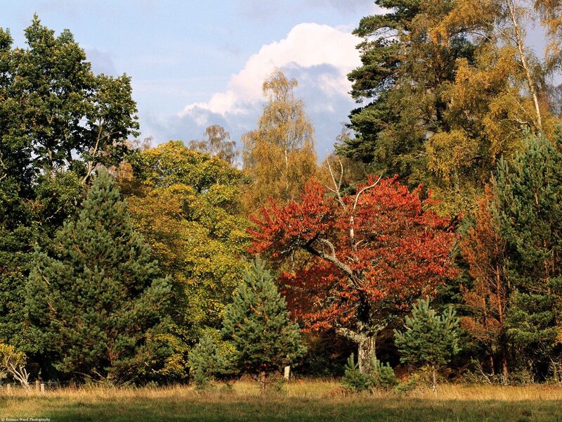 Autumn forest with colorful trees